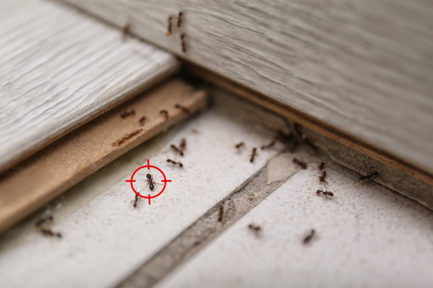 Best Exterminator Services  in Comer, GA