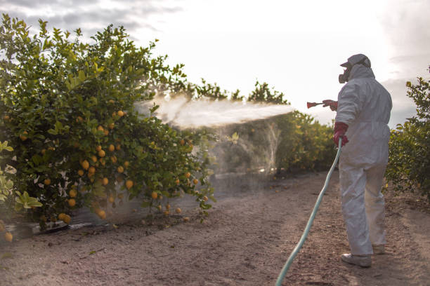 Best Wasp Removal Services  in Comer, GA