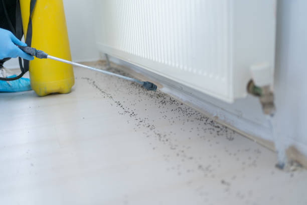 Best Bed Bug Extermination  in Comer, GA