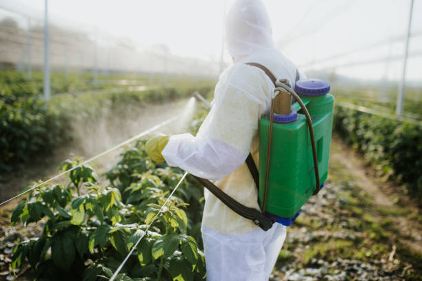 Best Termite Control Services  in Comer, GA